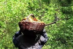 捡蘑菇视频,跟随视频一起捡蘑菇之旅